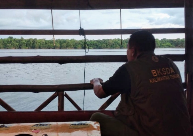 Ini Kata BKSDA Sampit Soal Video Diduga Kemunculan Buaya Viral di Medsos