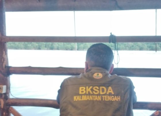 Komandan BKSDA Pos Jaga Sampit, Muriansyah sedang mengobservasi lokasi kemunculan satwa yang dicurigai buaya, Selasa 30 Januari 2024