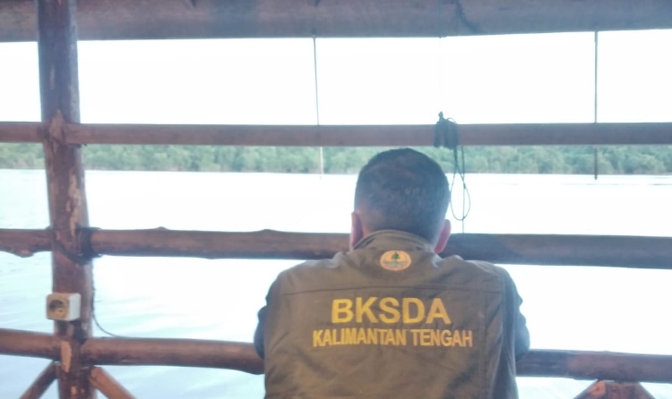 Video Satwa di Sungai Mentaya bukan Buaya, Tapi Diduga Kuat Seekor Biawak