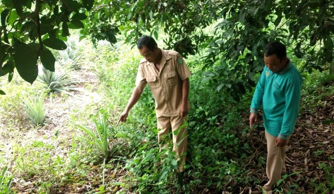 Lokasi kemunculan orangutan di belakang rumah warga di Desa Seragam Jaya dan membuat resah, Senin 8 Januari 2024