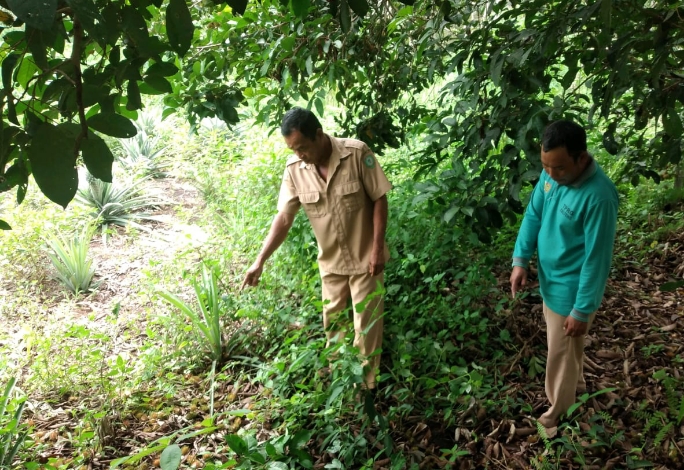 Warga Desa Seragam Jaya Resah, Orangutan Kepergok Makan Rambutan di Belakang Rumah
