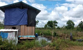 Lokasi kemunculan seekor beruang dilaporkan di Sampit, merusak kelapa sawit hingga kandang ayam, Minggu 7 Januari 2024