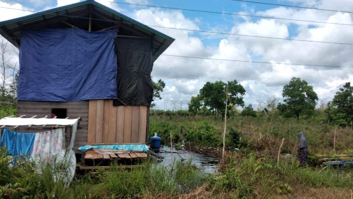 Lokasi kemunculan seekor beruang dilaporkan di Sampit, merusak kelapa sawit hingga kandang ayam, Minggu 7 Januari 2024