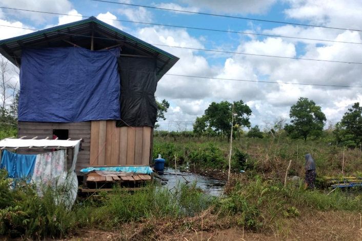 Beruang di Lingkar Kota Sampit Merusak Kelapa Sawit hingga Kandang Ayam 