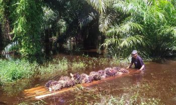 Masyarakat panen buah kelapa sawit yang ditanam secara swadaya saat banjir di Kotim.