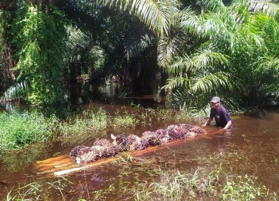 Masyarakat panen buah kelapa sawit yang ditanam secara swadaya saat banjir di Kotim.