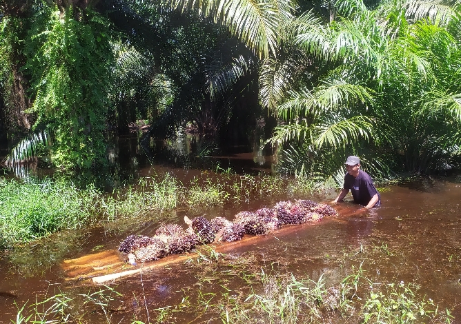 Pemkab Kotim Turut Mendorong Sertifikasi ISPO dan RSPO bagi Pekebun Sawit Swadaya