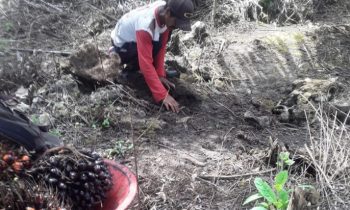 Pekebun kelapa sawit swadaya.