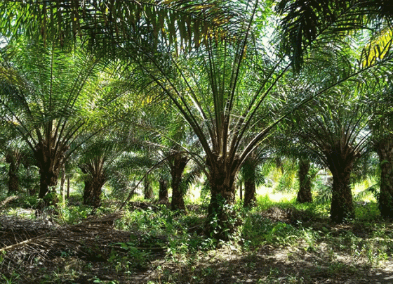 Perkebunan kelapa sawit