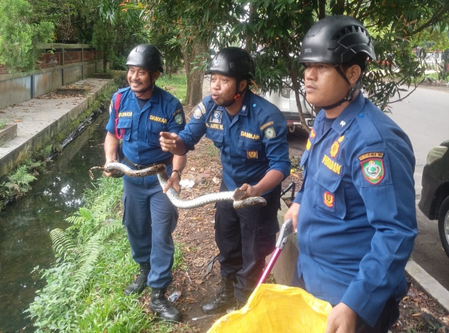 Ngeri! 20 Rumah Warga Kemasukan Ular dalam Sebulan