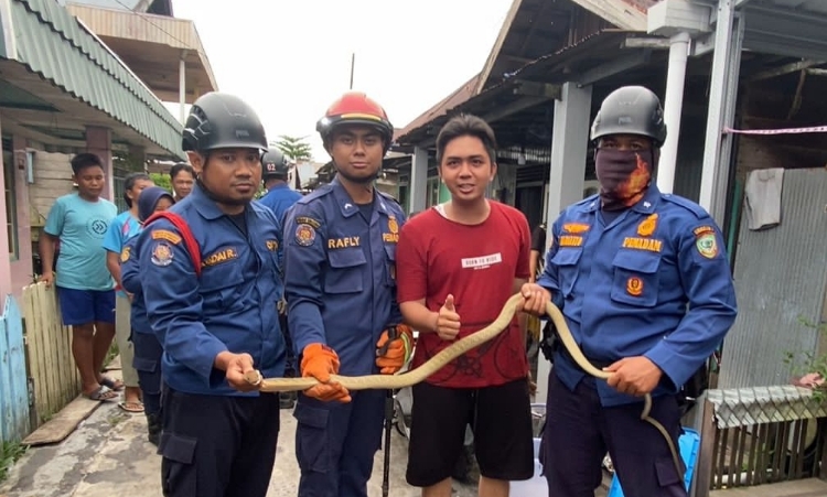 Disdamkarmat Kotim Evakuasi Ular 240 Kali Selama 2023