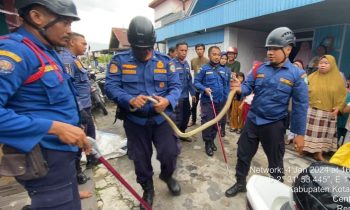 Seekor ular king kobra ditemukan di tumpukan barang dapur rumah warga di Baamang, Sampit, Kamis 4 Januari 2024