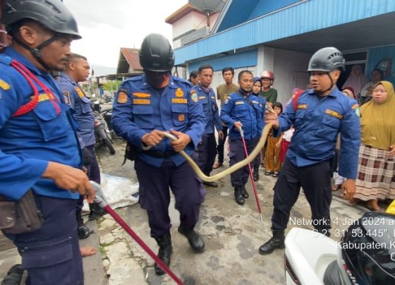 Seekor ular king kobra ditemukan di tumpukan barang dapur rumah warga di Baamang, Sampit, Kamis 4 Januari 2024