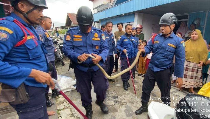 Seekor ular king kobra ditemukan di tumpukan barang dapur rumah warga di Baamang, Sampit, Kamis 4 Januari 2024