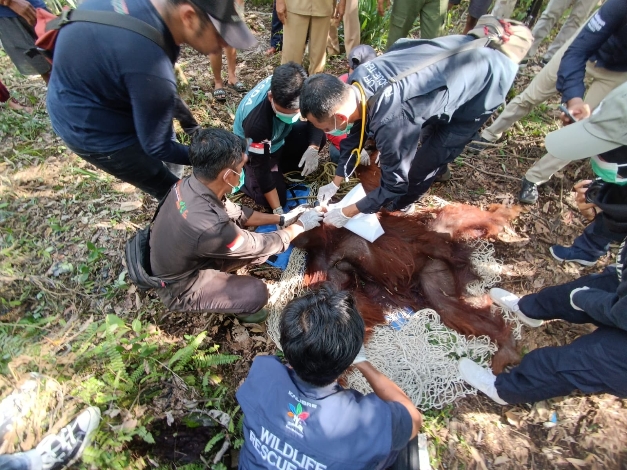 Musim Buah Tiba, Segarnya Buah Rambutan Kerap Mengundang Kemunculan Orangutan
