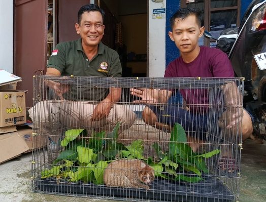 Kepala BKSDA Resort Sampit, Muriansyah, saat serah terima seekor kukang yang diselamatkan warga, Minggu, 18 Februari 2024.