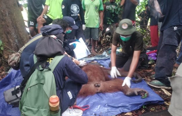 Penyelamatan orangutan di Desa Baung, Kecamatan Seruyan Hilir, Kabupaten Seruyan, Minggu, 18 Februari 2024