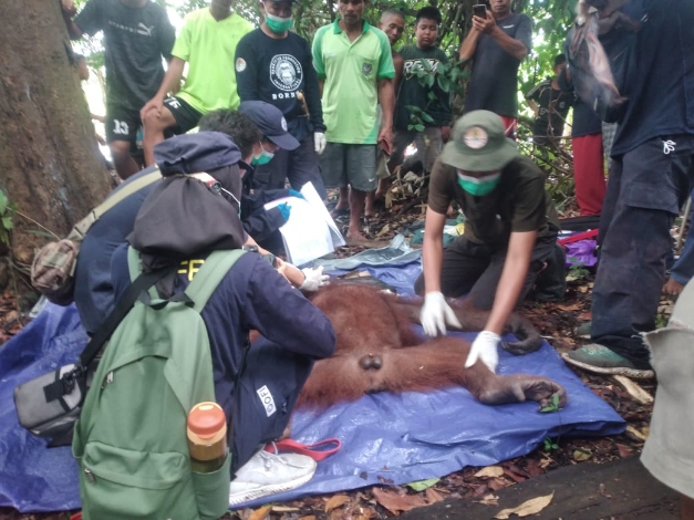 Orangutan Masuk Rumah Warga di Desa Baung 