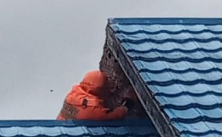 Petugas Disdamkarmat Kotim Evakuasi Sarang Tawon di Atap Rumah Warga