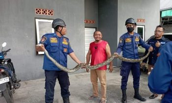 Seekor ular sanca batik panjang 3 meter ditemukan di selokan belakang barak, Jalan Darun Bawan, Sampit, Selasa 6 Februari 2024