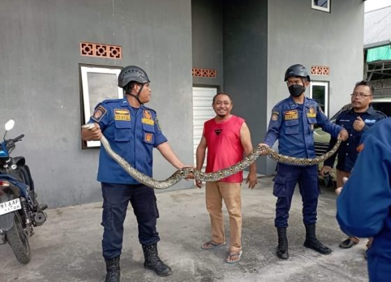 Seekor ular sanca batik panjang 3 meter ditemukan di selokan belakang barak, Jalan Darun Bawan, Sampit, Selasa 6 Februari 2024