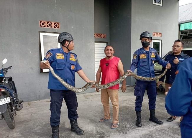 Ular Sanca Sepanjang 3 Meter Ditemukan di Selokan Belakang Barak