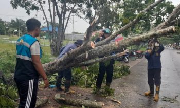 Petugas Damkar evakuasi pohon tumbang hampir mengenai kabel PLN di Sampit, Jumat 8 Maret 2024