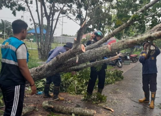 Petugas Damkar evakuasi pohon tumbang hampir mengenai kabel PLN di Sampit, Jumat 8 Maret 2024