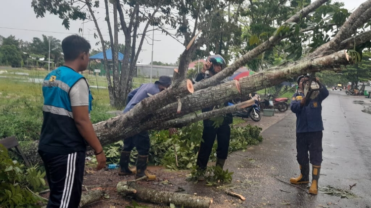 Petugas Damkar Evakuasi Pohon Tumbang Hampir Mengenai Kabel PLN di Sampit
