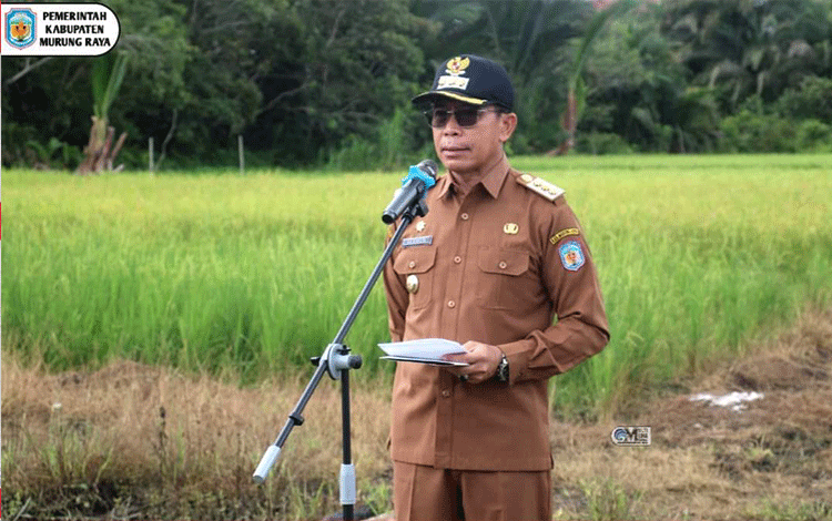Pj Bupati Murung Raya Panen Padi Perdana Hasil Kelompok Tani
