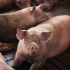Puluhan Ekor Babi Mati Mendadak, Peternak Berharap Pemerintah Ambil Tindakan