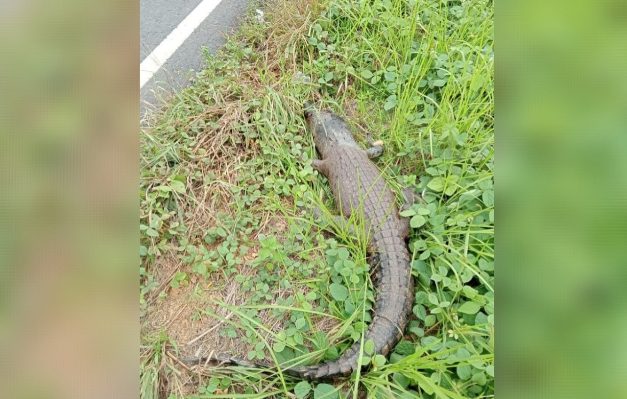 Jasad buaya di tepi jalan kagetkan pemancing di Desa Lempuyang, arah Pantai Ujung Pandaran, Rabu 24 April 2024