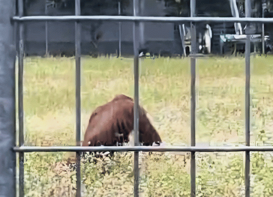 Orangutan muncul di Bandara H Asan Sampit, Jumat, 26 April 2024.