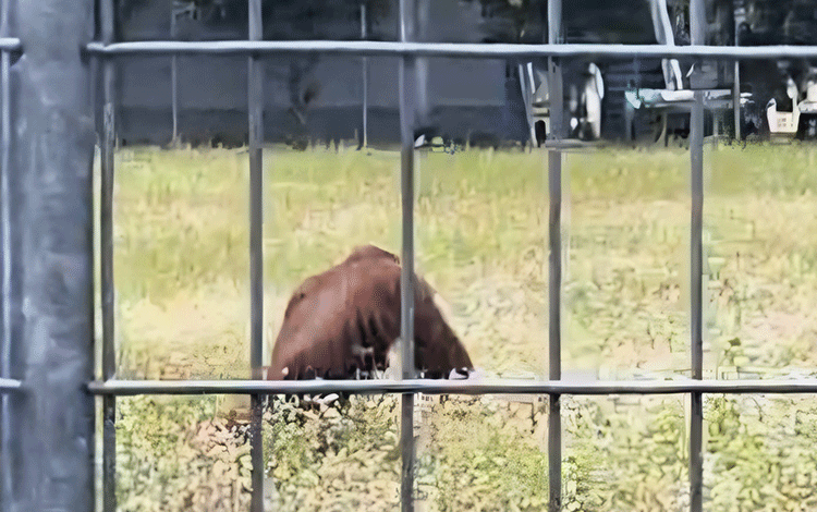 Lagi, Orangutan Muncul di Bandara H Asan Sampit