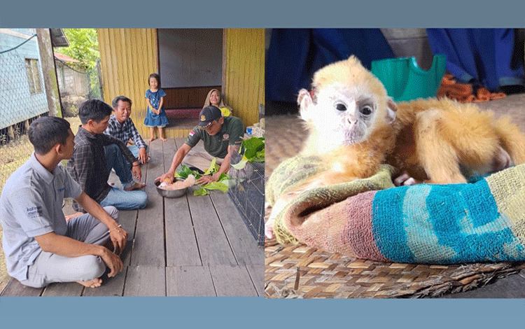 Bayi Kelasi Terjatuh dari Gendongan Induknya Diselamatkan Warga