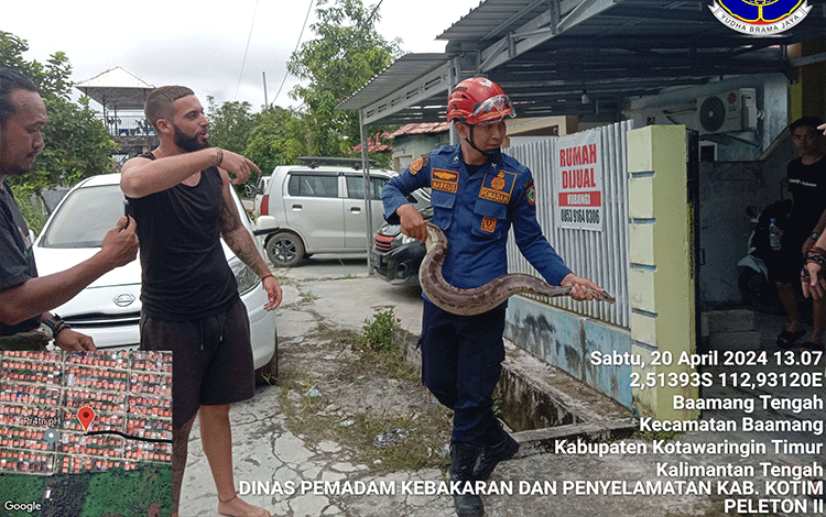 Ular Sanca Berbadan Gemoy Muncul di Halaman Rumah Warga di Sampit