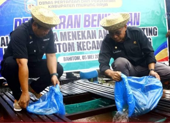 Pj Bupati Mura Hermon, saat panen dan penebaran benih ikan bersama masyarakat Desa Bahitom, Minggu, 5 Mei 2024.