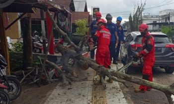 Sebuah pohon tumbang di Sampit mengenai sepeda motor dan spion mobil di depan showroom motor, Kamis 23 Mei 2024