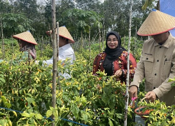 Wakil Bupati Kotim Irawati saat memanen cabai hasil digital farming, Jumat, 17 Mei 2024.