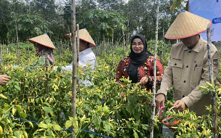 Berharap Pertanian di Kotim Terus Menerapkan Digital Farming 