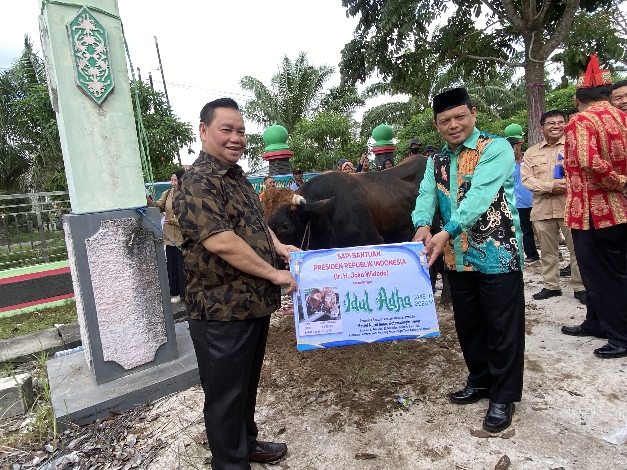 Bantuan Hewan Kurban, 150 Ekor Sapi dari Pemprov Kalteng dan 1 Ekor Sapi dari Presiden