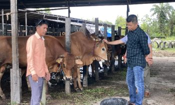 Samsul (kiri) saat melayani pembeli sapi kurban Pengurus Masjid Jami (kanan), Senin, 3 Juni 2024