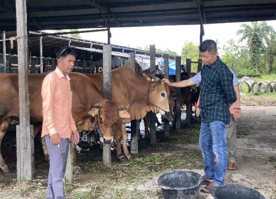 Samsul (kiri) saat melayani pembeli sapi kurban Pengurus Masjid Jami (kanan), Senin, 3 Juni 2024