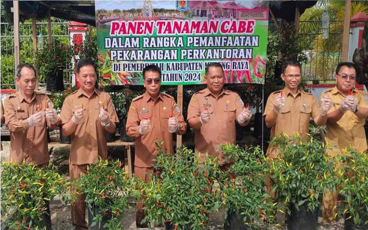 Panen Cabai, Pj Bupati Murung Raya Ingin Bapplitbangda Jadi Dicontoh Instansi Lain
