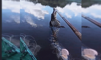 Buaya muaratak terjerat jaring ikan warga di Desa Kebuau Kecamatan Parenggean, Kabupaten Kotawaringin Timur, Kamis, 4 Juli 2024.