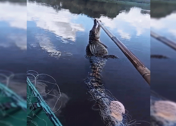 Buaya muaratak terjerat jaring ikan warga di Desa Kebuau Kecamatan Parenggean, Kabupaten Kotawaringin Timur, Kamis, 4 Juli 2024.