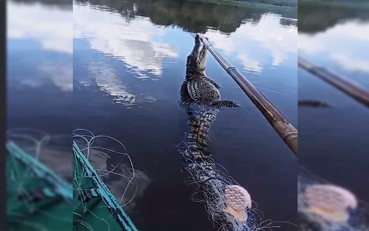 BKSDA Pastikan Buaya Terjerat Jaring Ikan tak Ditangkap