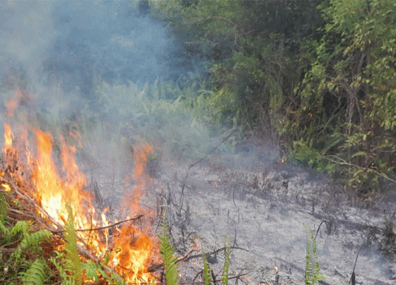 Kebakaran lahan di Kecamatan Baamang, Kabupaten Kotawaringin Timur, Kamis, 18 Juli 2024.