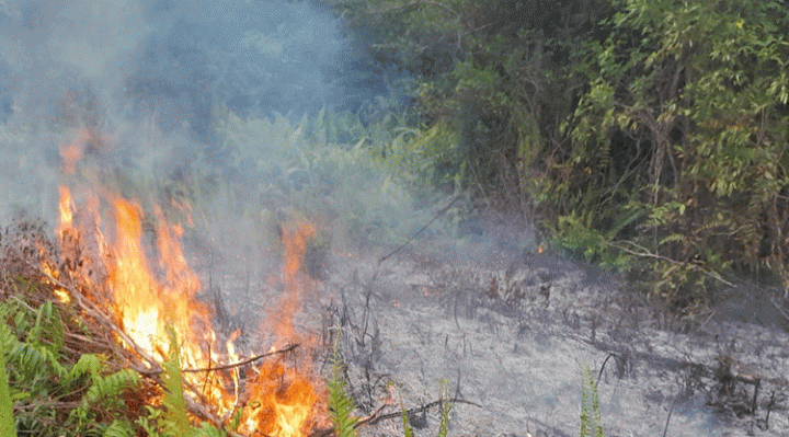 Kebakaran lahan di Kecamatan Baamang, Kabupaten Kotawaringin Timur, Kamis, 18 Juli 2024.