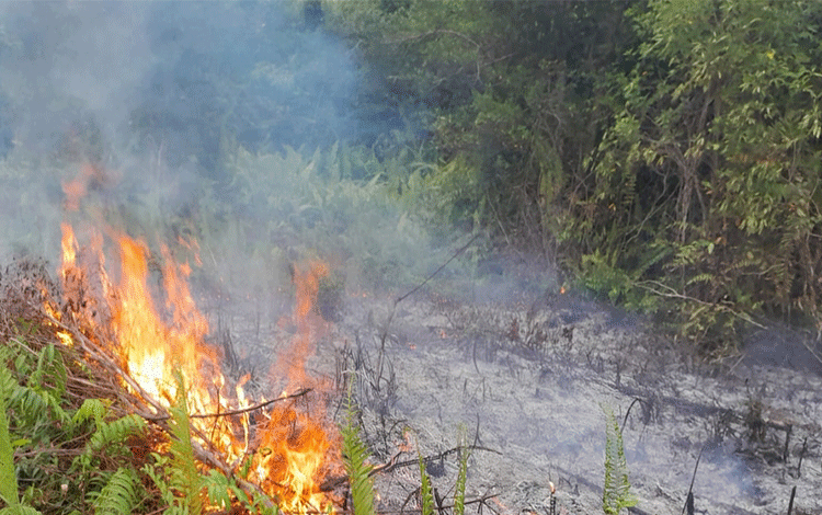 Musim Kemarau, Pemkab Kotim: Jangan Bakar Lahan dan Sampah